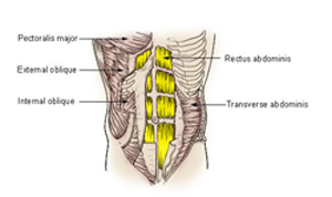 Abdominal Muscle Anatomy: Rectus Abdominis