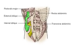 Abdominal Muscle Anatomy: Obliques