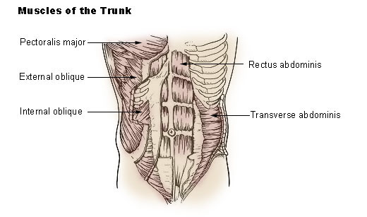 The oblique crunch targets the internal and external oblique muscles to help get six pack abs.